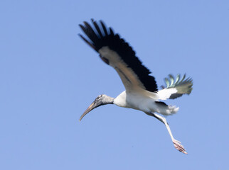 Wood Stork with wings spread