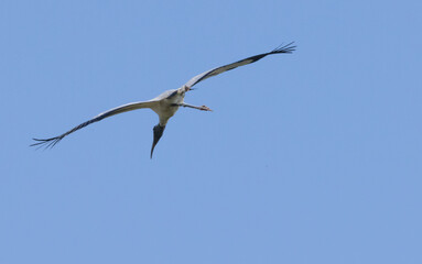 Fototapeta premium Wood Stork with wings spread