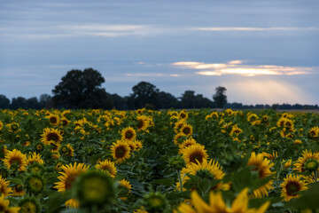 Sonnenblumen im Sommer im Sonnenuntergang