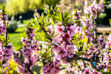 pink flowers in the garden