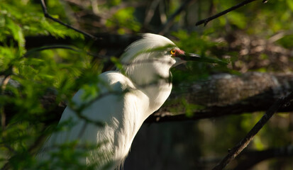 Snowy Egret in a tree