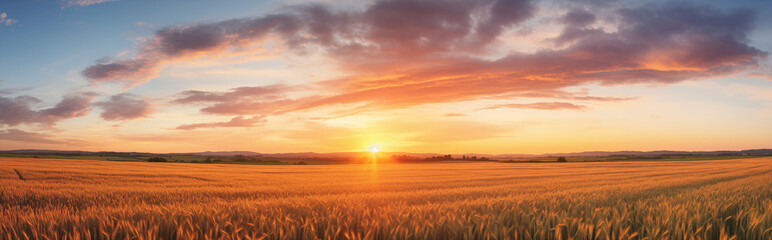 Obraz premium A wheat field at sunset. 