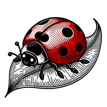 recommend clip art: ladybug beetle 