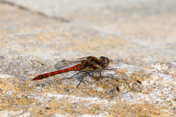 Gemeine Heidelibelle (Sympetrum vulgatum) sitzt auf einem Stein

