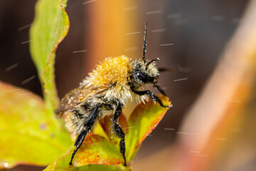 Ackerhummel (Bombus pascuorum) mit Wassertropfen auf dem Körper
