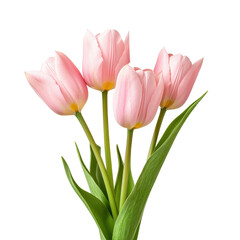 Naklejka premium A bouquet of soft pink tulips with lush green leaves isolated on a white background.