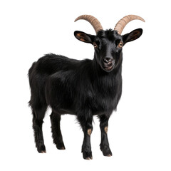 A charming black goat with distinctive horns isolated on a white background.