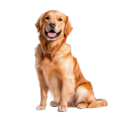 A cheerful golden retriever dog sitting isolated on a white background.