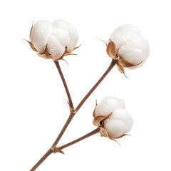 A close-up of cotton branches isolated on a white background.