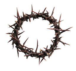 Fototapeta premium A detailed crown of thorns isolated on a white background.