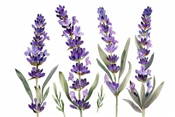 Naklejka premium Lavender Flower. Watercolor Illustration of Lavandula Plants in a Bouquet on White Background