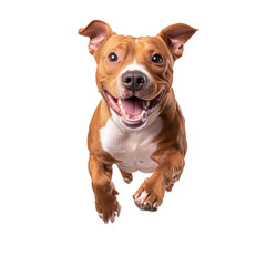 Obraz premium A joyful brown dog running with a big smile isolated on a white background.