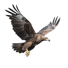 Obraz premium Big eagle flying isolated on white