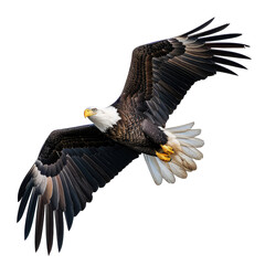 Obraz premium Big eagle flying isolated on white