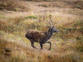 deer in the woods