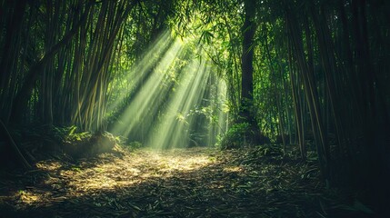 Obraz premium Sunlight Piercing Through a Dense Bamboo Forest, Creating Intricate Patterns of Light and Shadow on the Forest Floor. AI generated illustration