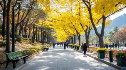 Fototapeta premium Walking down a tranquil path in Seoul, visitors enjoy beautiful ginkgo trees with vibrant yellow leaves and green benches, illuminated by bright sunlight