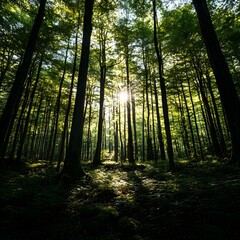 Obraz premium Sunlit Forest Path: A sunbeam pierces through the dense canopy of a lush forest, illuminating a path that leads into the heart of nature's embrace. The sunlight creates a magical glow, inviting you t