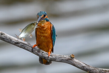 kingfisher with big fish in mouth for lunch in swamp in summer