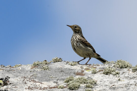 pipit in the high mountains in summer in the foreground