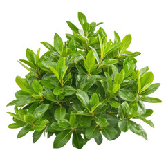 Obraz premium Lush green foliage featuring vibrant leaves, isolated on a white background.