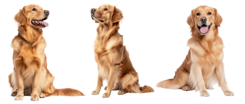 Three adorable golden retriever dogs isolated on a white background.