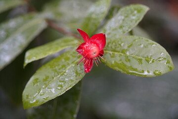 Ochna kirkii, Ochna is a genus comprising 86 species of evergreen trees, shrubs and shrublets belonging to the family Ochnaceae. Hanover Berggarten, Germany.