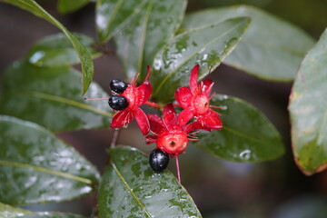 Ochna kirkii, Ochna is a genus comprising 86 species of evergreen trees, shrubs and shrublets belonging to the family Ochnaceae. Hanover Berggarten, Germany.