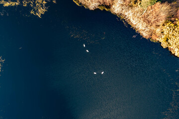 Aerial view of white swan family on a lake during a beautiful winter day
