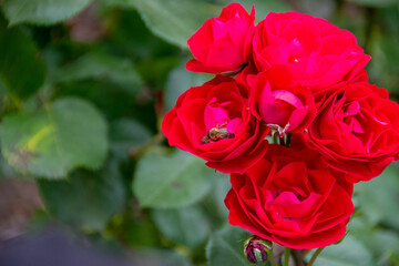 Macro photo for bee on a red rose flower. Honey bee on red rose, bee collects pollen, close up.