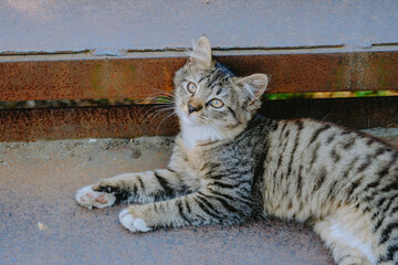 A playful tabby cat relaxing on a sun-drenched path beneath a wooden fence in the afternoon light