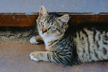 A young tabby cat lounging lazily on a rustic floor in a serene outdoor setting during the afternoon sunlight