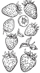 Set of strawberry. Hand drawn outline with transparent background vector