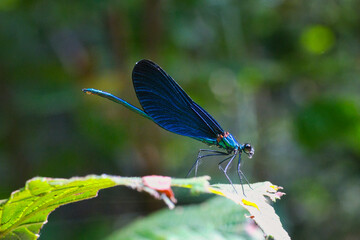 Libellula blu