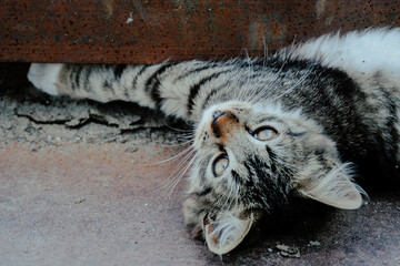 A playful striped cat stretches out and relaxes underneath a rusted metal surface during a sunny...