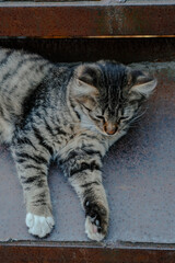 A striped feline comfortably relaxes on the stairs, basking in the gentle warmth of the afternoon...