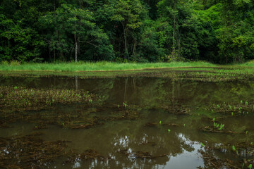 Obraz premium Scenic of swamps in national park