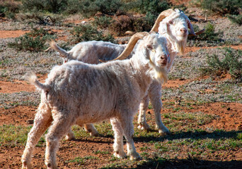 A pair of Angora buck goats (Capra aegagrus hircus) in their camp near Barandas, Western Cape.