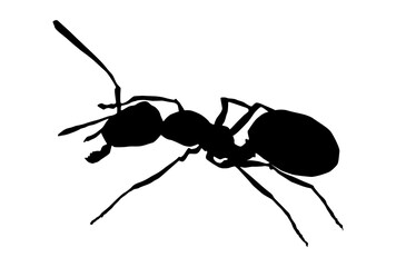 Black Ant Silhouette, Minimalist Insect Design