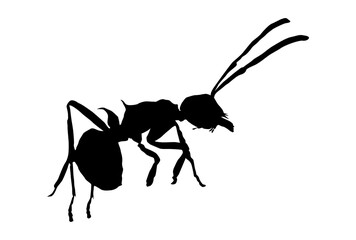Black Ant Silhouette, Minimalist Insect Design