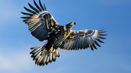 Fototapeta premium Eagle in Flight