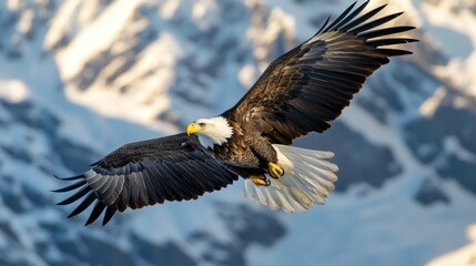 Bald Eagle in Flight.