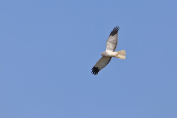 Hen harrier