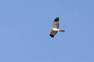 hen harrier