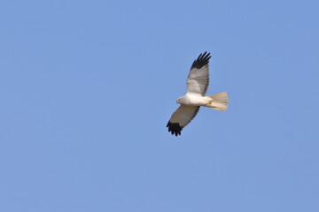 Hen harrier