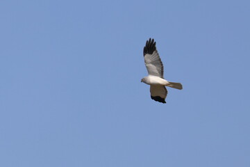 Hen harrier