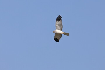 Hen harrier
