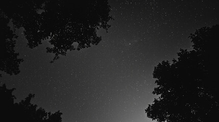 monochrome of starry sky and silhouette of trees at night