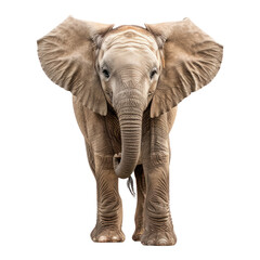 African elephant isolated on transparent background, front view