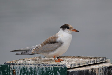 terns